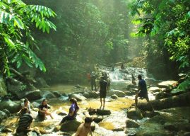 India Unveils Comprehensive Forest Strategies to Strengthen Sustainability and Food Security